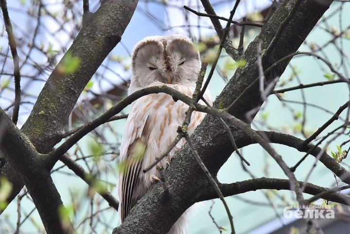 Почти сенсация. В Гомеле замечена сова из Красной книги