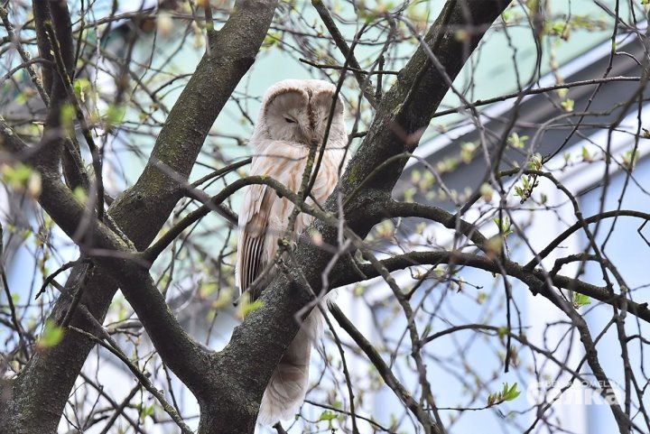 Почти сенсация. В Гомеле замечена сова из Красной книги