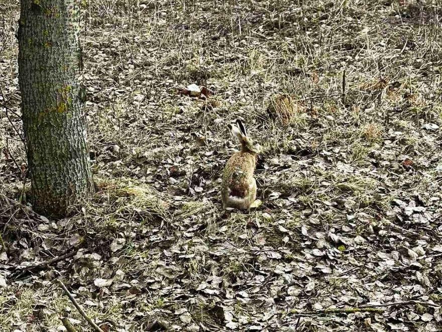 «40 минут за ним гонялся». Белорус отбил от ворон раненого зайца и «уговорил» поехать на лечение