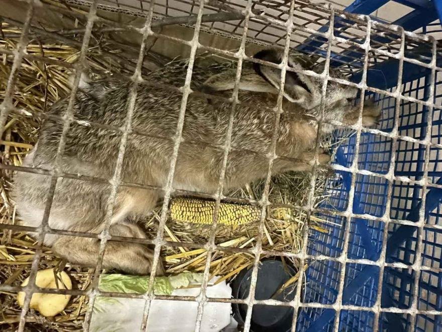 «40 минут за ним гонялся». Белорус отбил от ворон раненого зайца и «уговорил» поехать на лечение