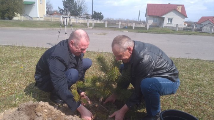 На малой родине космонавта Петра Климука в Брестском районе появилась сосновая аллея