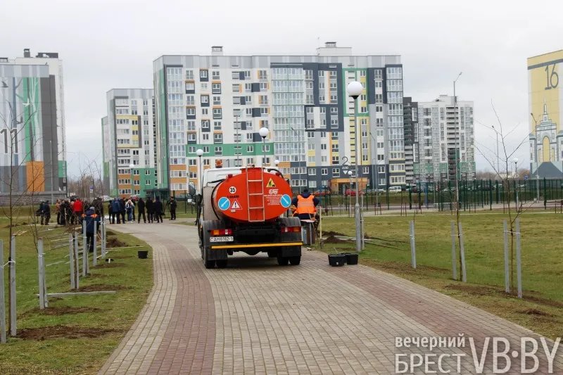 Парк тысячелетия Бреста прирос липами