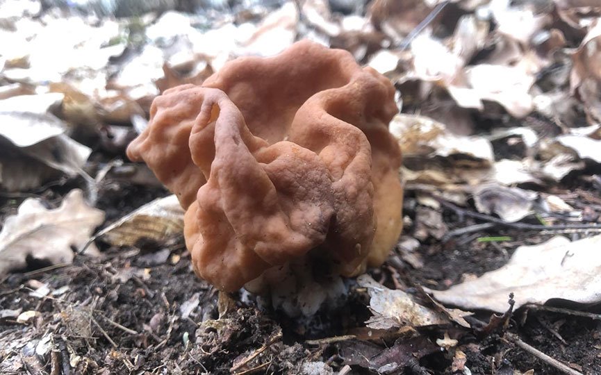 Как вам такое? Посмотрите, какой чудо-гриб нашли в Брестской области