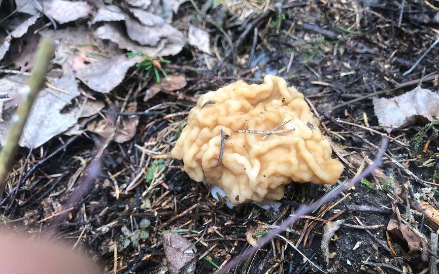 Как вам такое? Посмотрите, какой чудо-гриб нашли в Брестской области