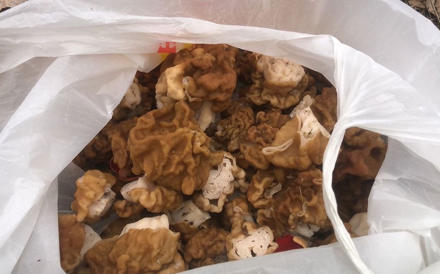 Как вам такое? Посмотрите, какой чудо-гриб нашли в Брестской области