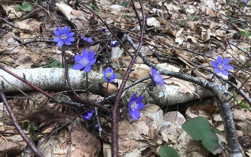 Как вам такое? Посмотрите, какой чудо-гриб нашли в Брестской области