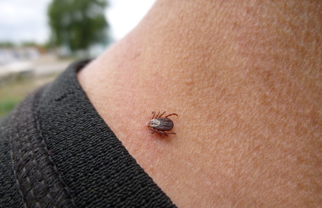 Что делать, если клещ уже «вцепился»: советы энтомолога
