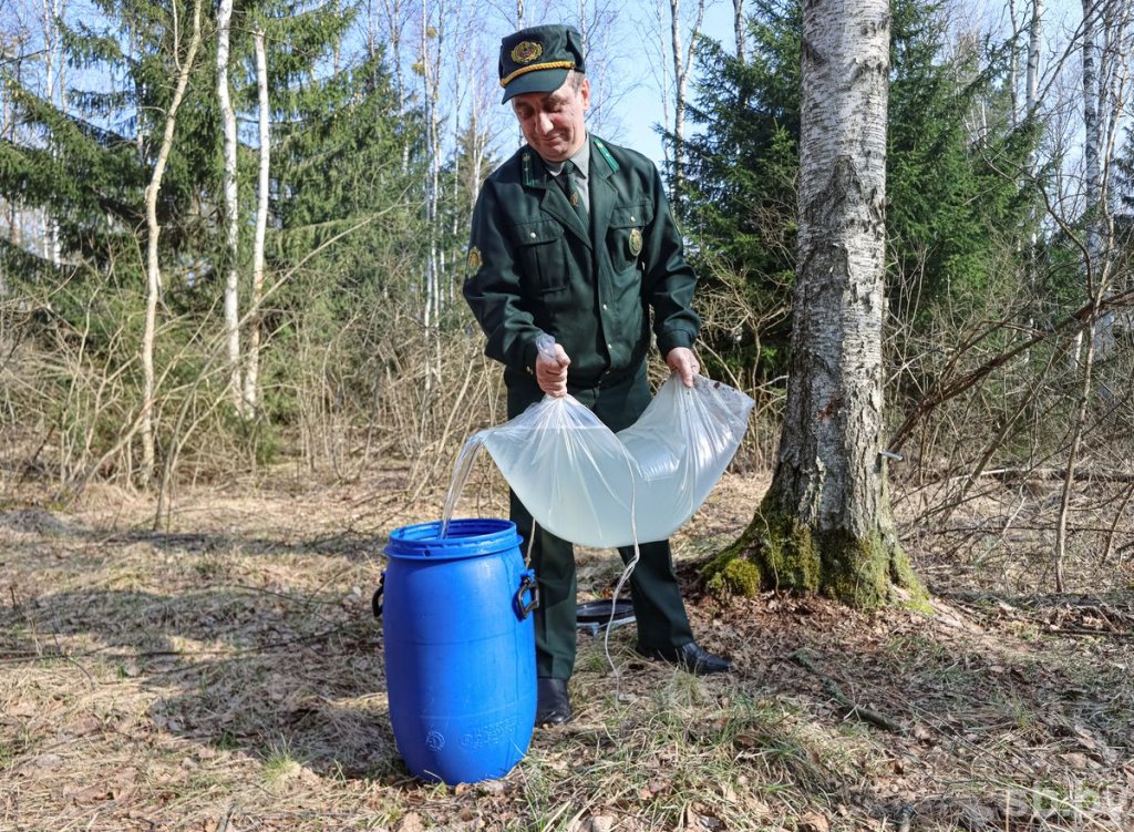 Лесхозы Брестской области заготовили свыше трех тысяч тонн березового сока