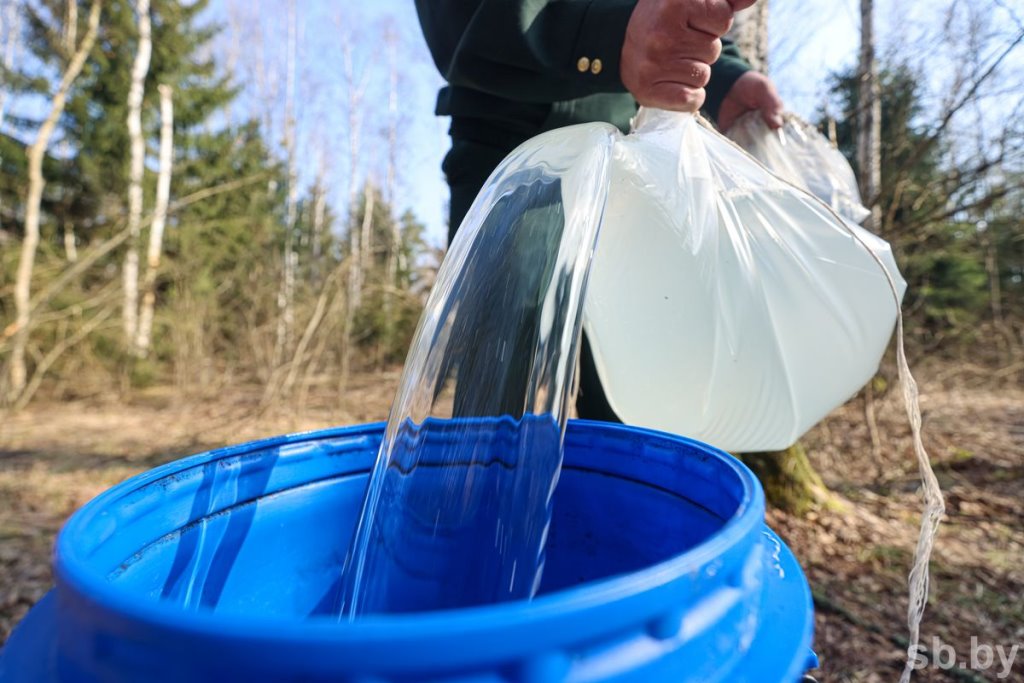 Лесхозы Брестской области заготовили свыше трех тысяч тонн березового сока