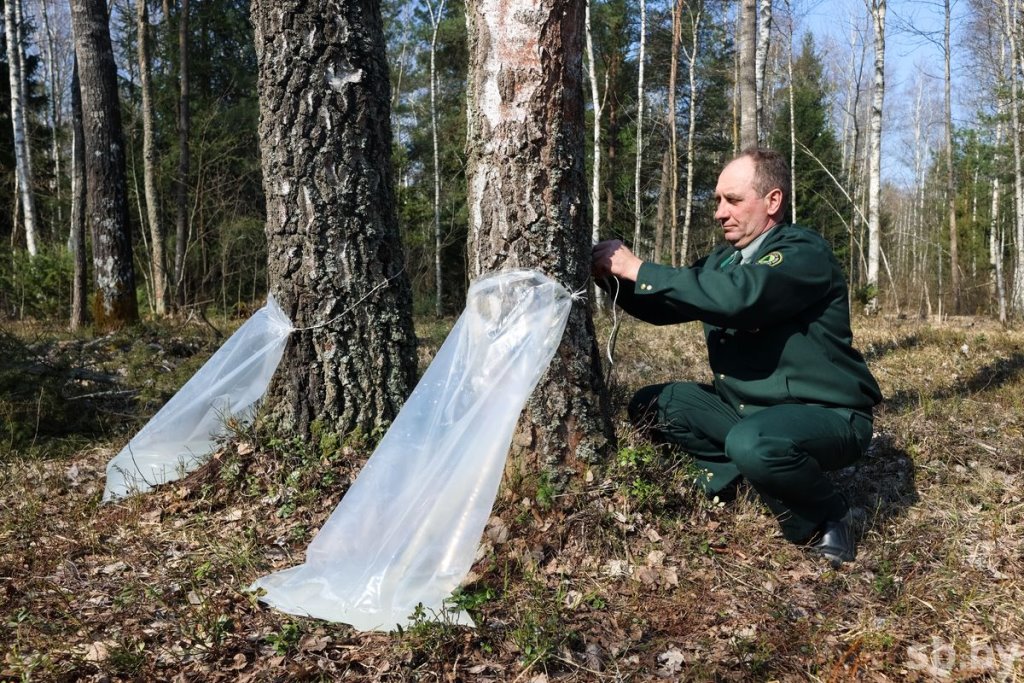 Лесхозы Брестской области заготовили свыше трех тысяч тонн березового сока