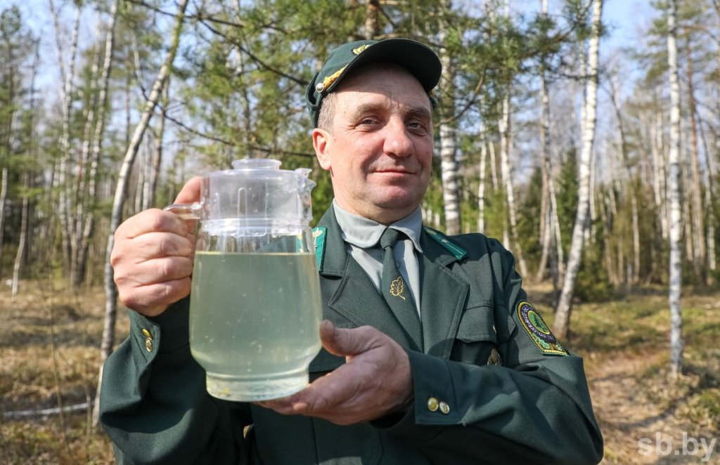 Лесхозы Брестской области заготовили свыше трех тысяч тонн березового сока