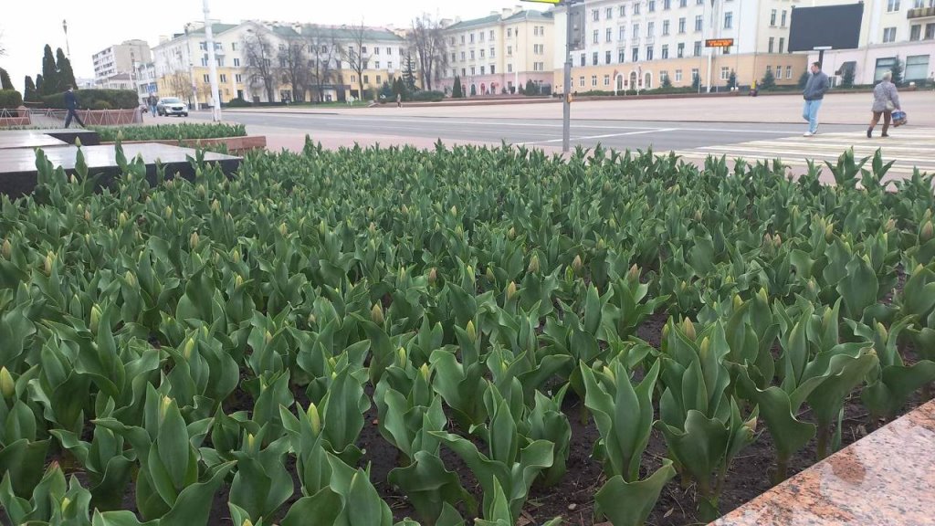 К майским праздникам Брест украсят около 100 тысяч ярких весенних цветов