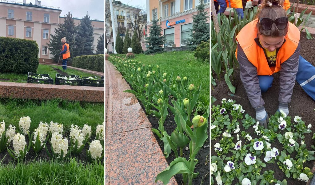 К майским праздникам Брест украсят около 100 тысяч ярких весенних цветов