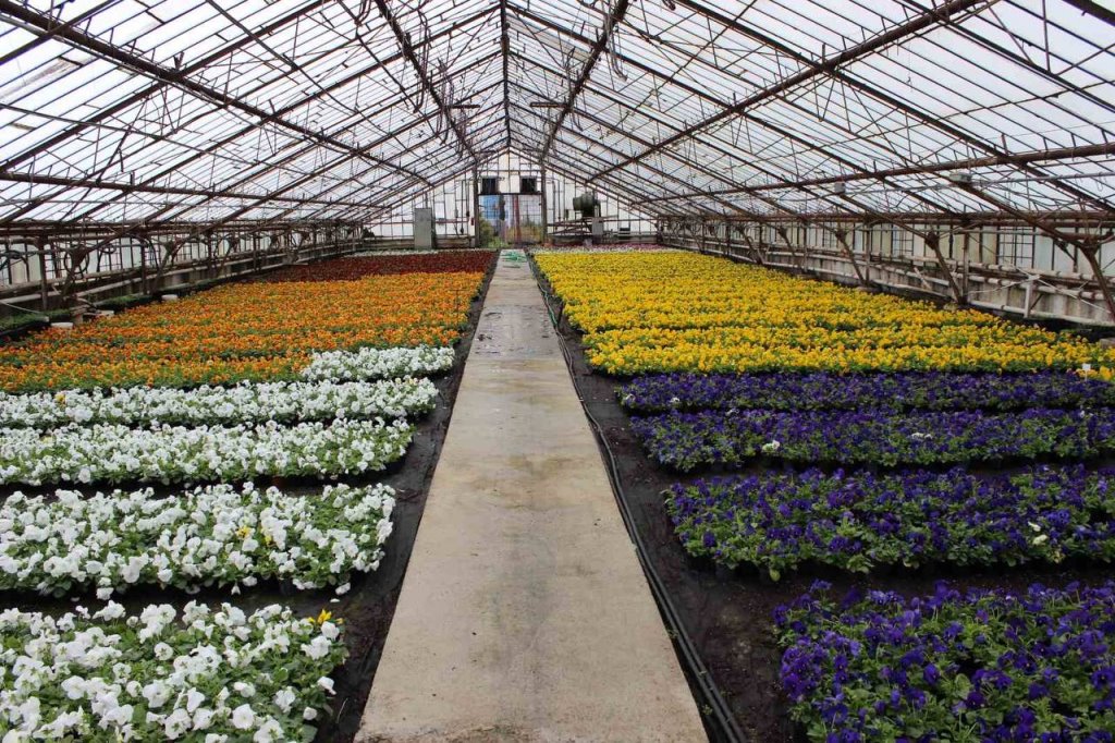 К майским праздникам Брест украсят около 100 тысяч ярких весенних цветов