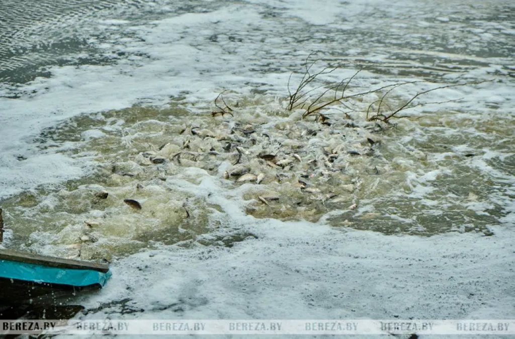 В озера Березовского района выпущено более трех тонн карася