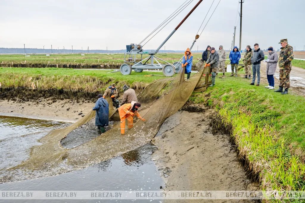В озера Березовского района выпущено более трех тонн карася