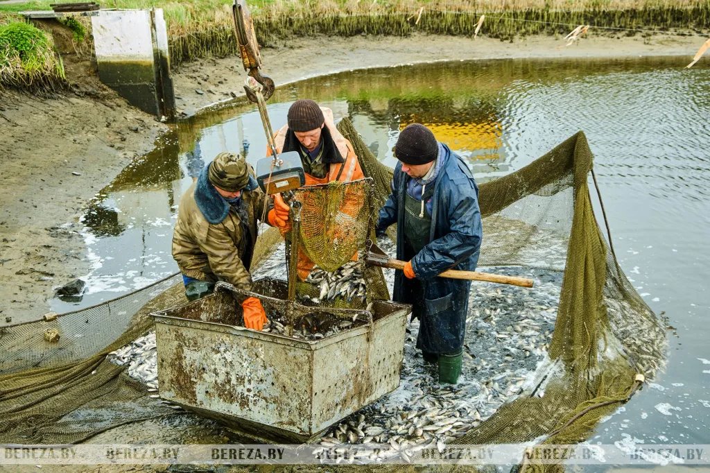 В озера Березовского района выпущено более трех тонн карася