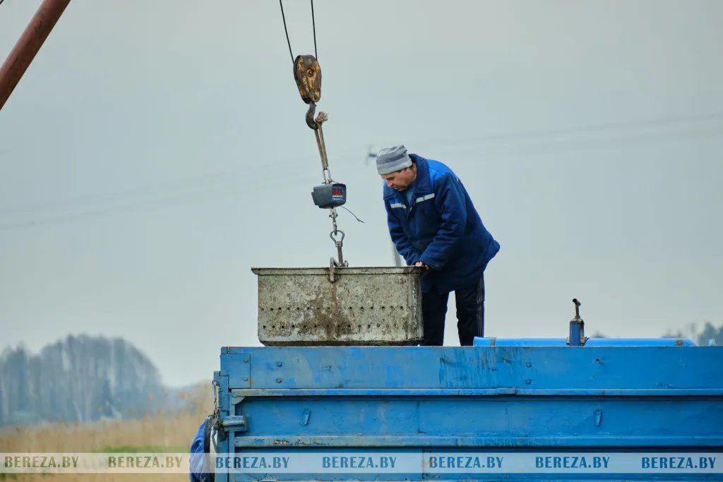 В озера Березовского района выпущено более трех тонн карася