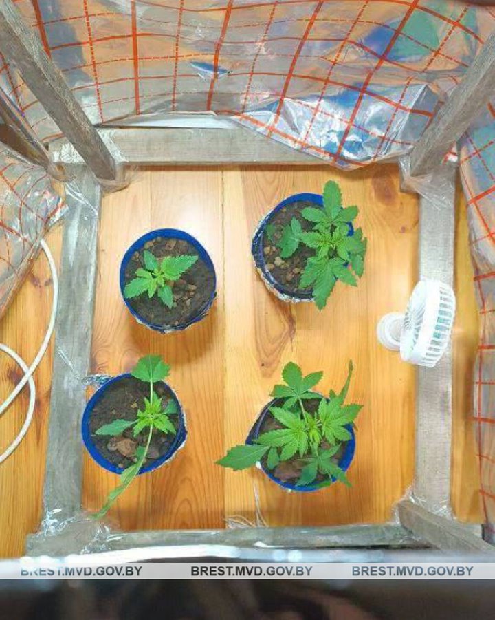 Задержан пинчанин, который по месту жительства выращивал коноплю