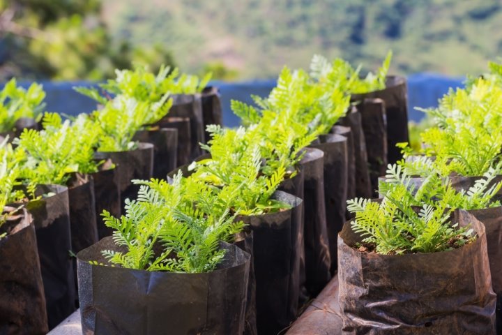 В Кобринском районе специалист по продажам саженцев брал деньги и не поставлял товар