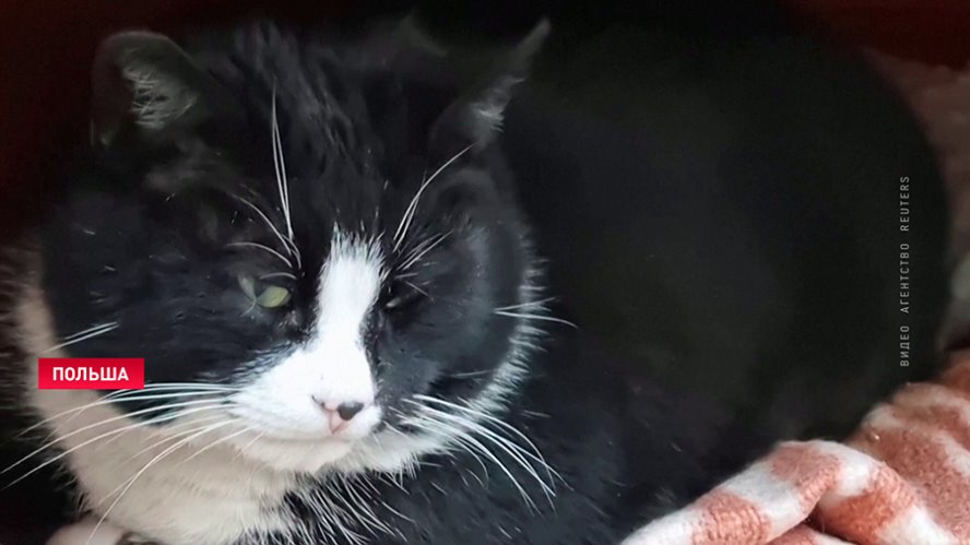 История польского кота Гацека заставляет приезжать туристов издалека. Познакомьтесь со звездой интернета