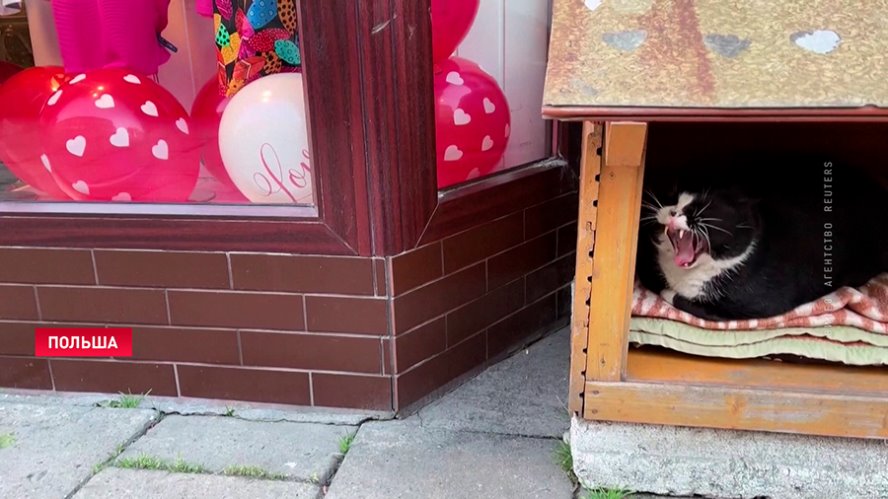 История польского кота Гацека заставляет приезжать туристов издалека. Познакомьтесь со звездой интернета