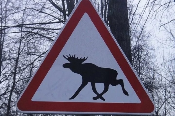 ДТП с дикими животными: забрать нельзя оставить