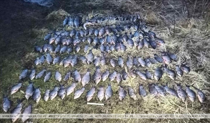 В Брестской области за сутки задержаны три браконьера, которые ловили рыбу сетями
