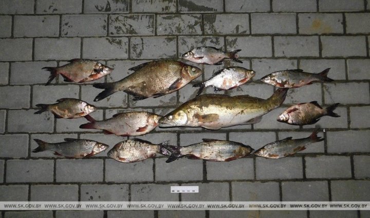 В Брестской области за сутки задержаны три браконьера, которые ловили рыбу сетями