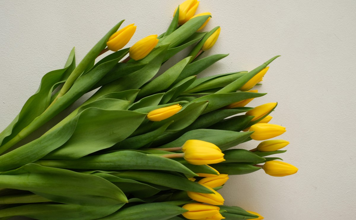 Большой выбор СВЕЖИХ ТЮЛЬПАНОВ к 8 Марта в сети магазинов «Планета цветов»