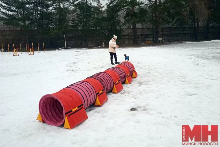 Через туннели, барьеры и предрассудки. Рассказываем о белоруске, с 10 лет дрессирующей собак
