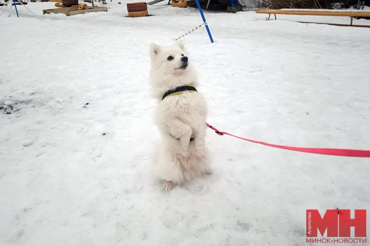 Через туннели, барьеры и предрассудки. Рассказываем о белоруске, с 10 лет дрессирующей собак
