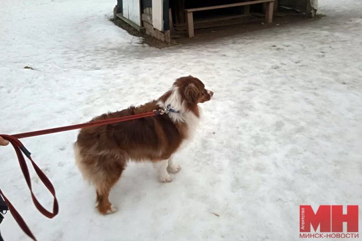 Через туннели, барьеры и предрассудки. Рассказываем о белоруске, с 10 лет дрессирующей собак