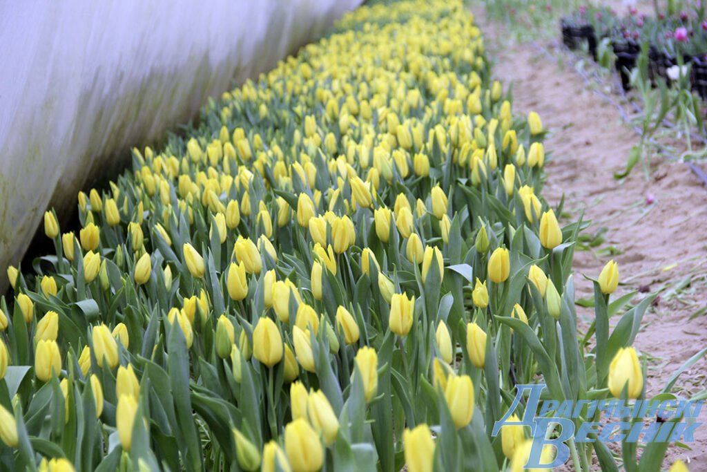 Житель Брестской области рассказал секреты выращивания тюльпанов
