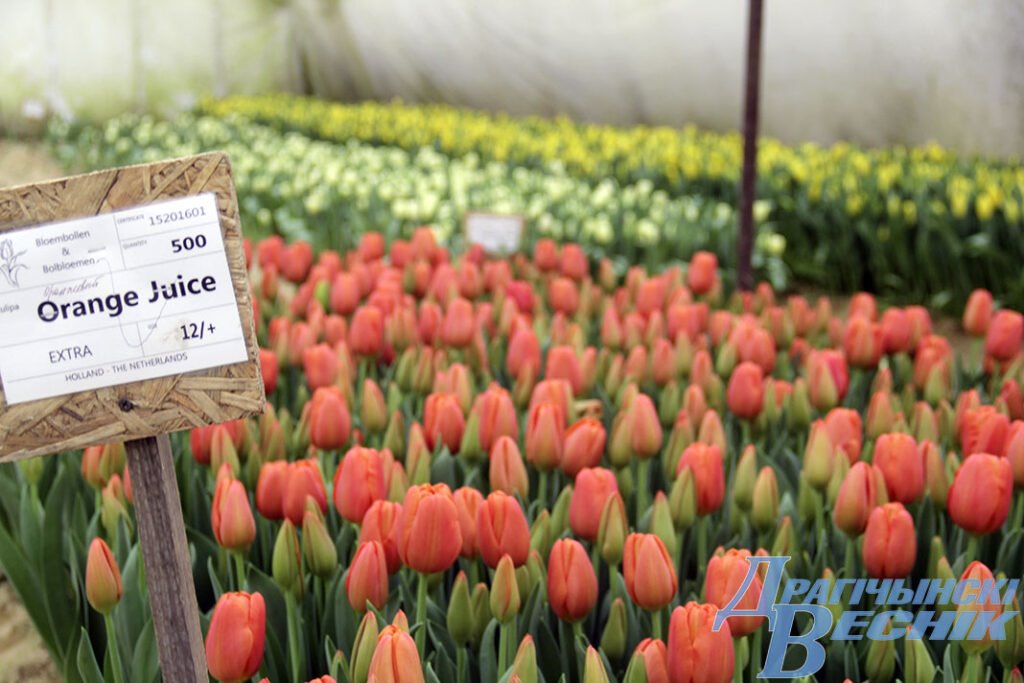 Житель Брестской области рассказал секреты выращивания тюльпанов