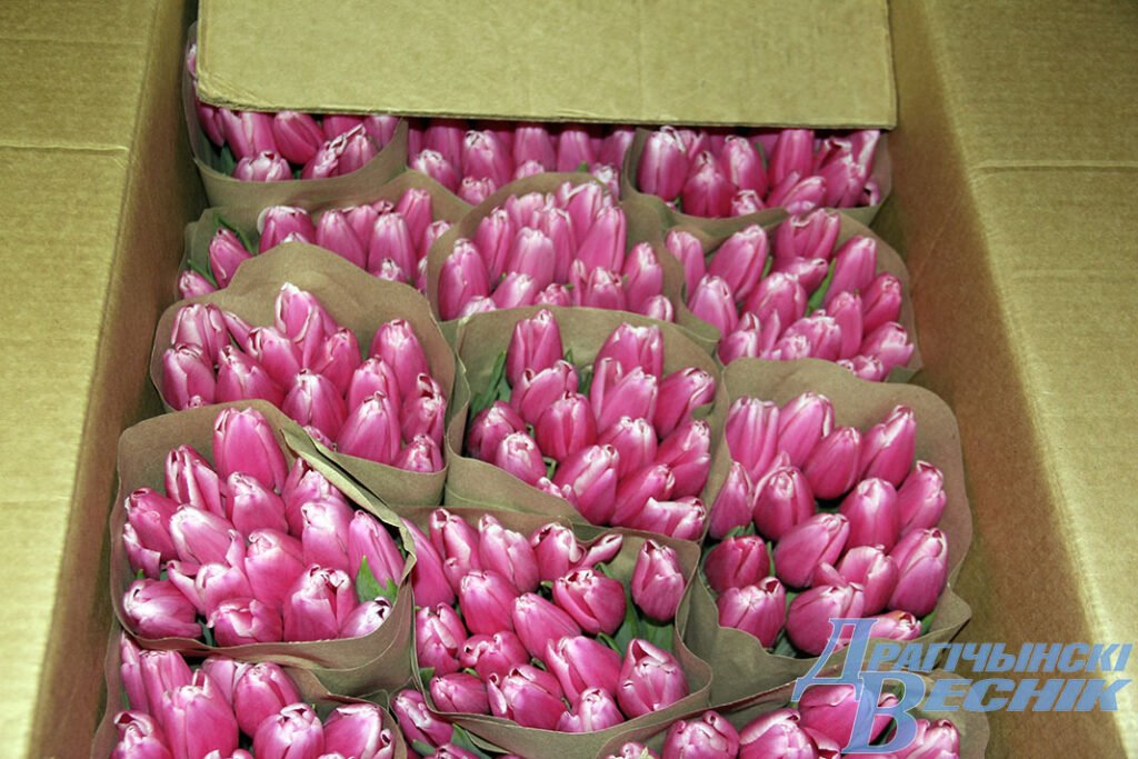 Житель Брестской области рассказал секреты выращивания тюльпанов