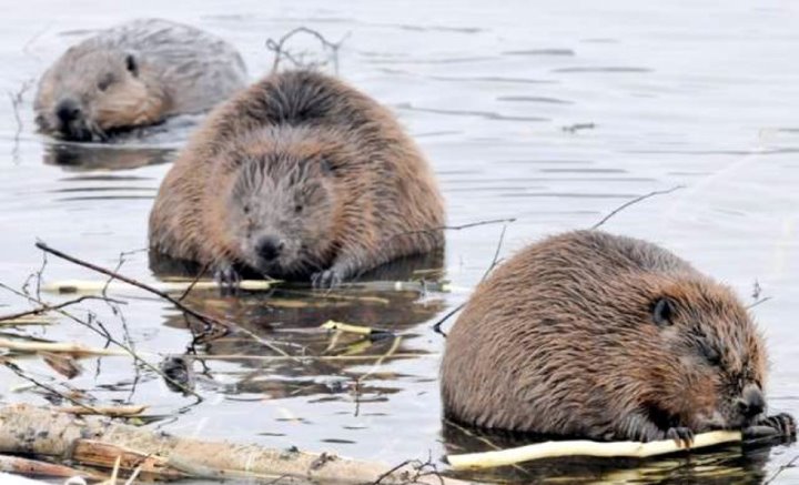 Фото из открытых источников (иллюстративное)