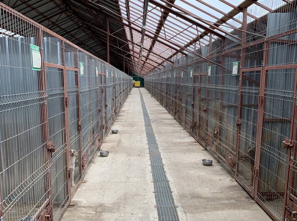 Как работает участок по отлову и временному содержанию безнадзорных животных в Бресте