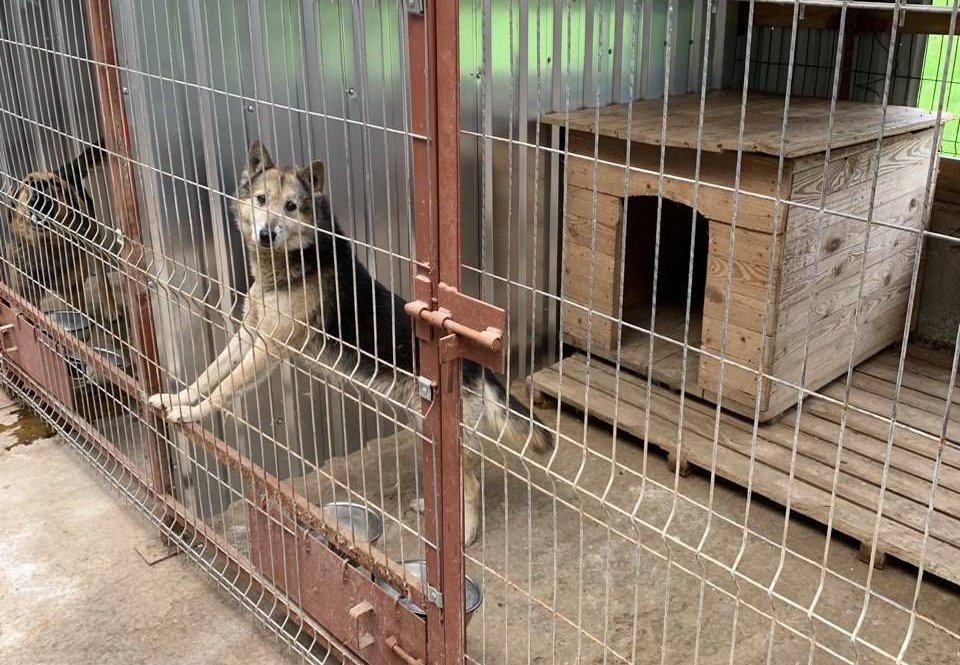 Как работает участок по отлову и временному содержанию безнадзорных животных в Бресте