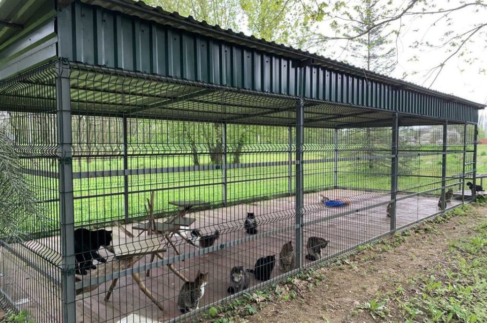 Как работает участок по отлову и временному содержанию безнадзорных животных в Бресте