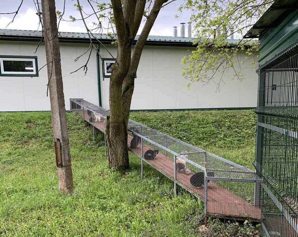 Как работает участок по отлову и временному содержанию безнадзорных животных в Бресте