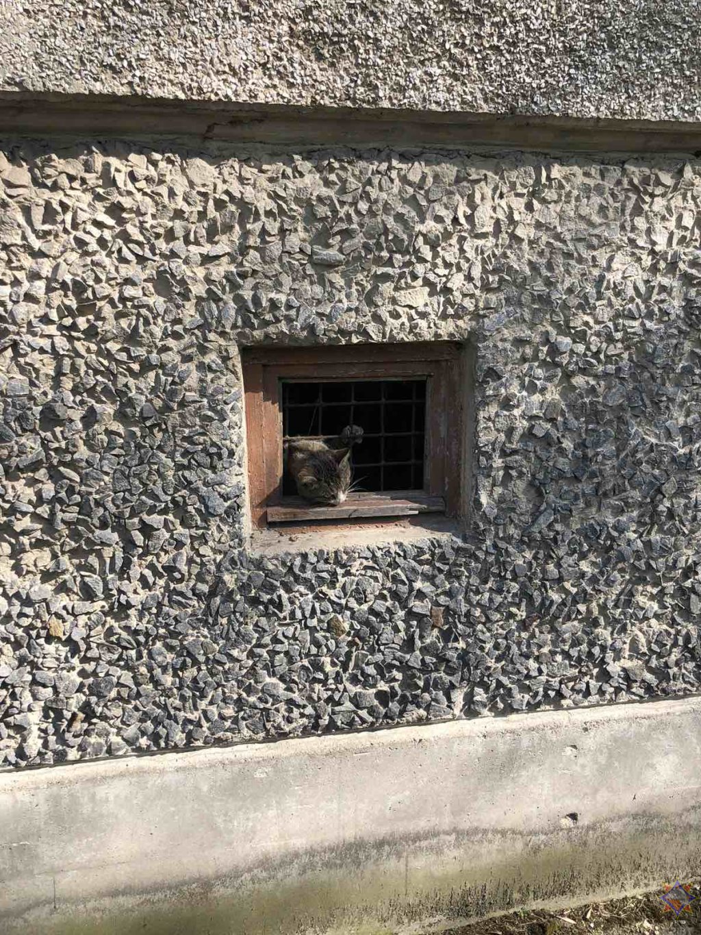 Спасатели освободили кота из металлической «ловушки»