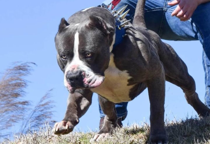 Кому запрещено заводить собак опасной породы и полный перечень таких пород