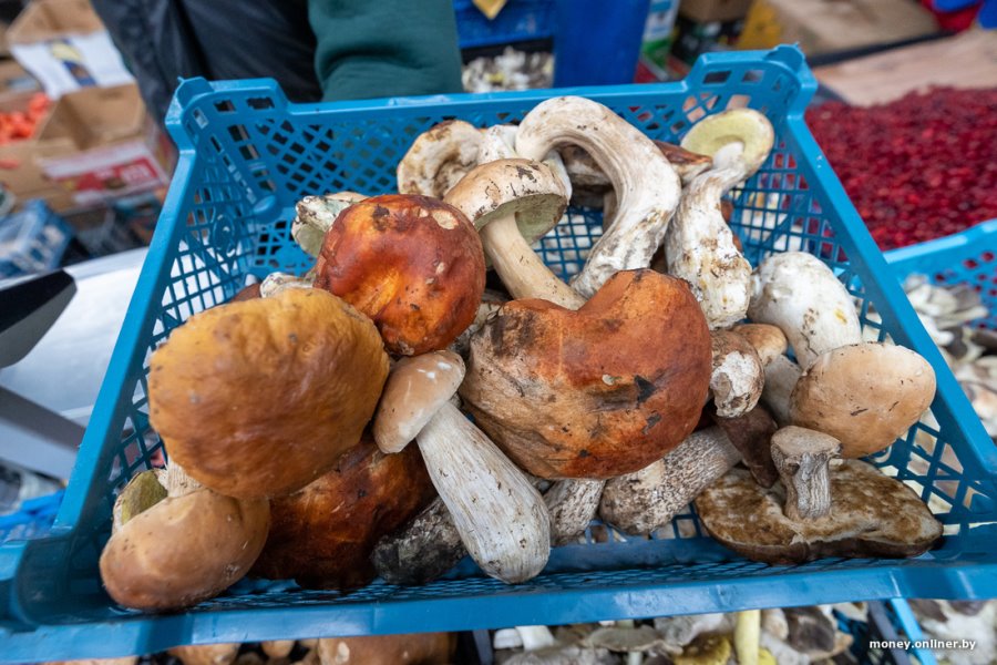 В Минске продаются роскошные белорусские грибы по 480 рублей за килограмм