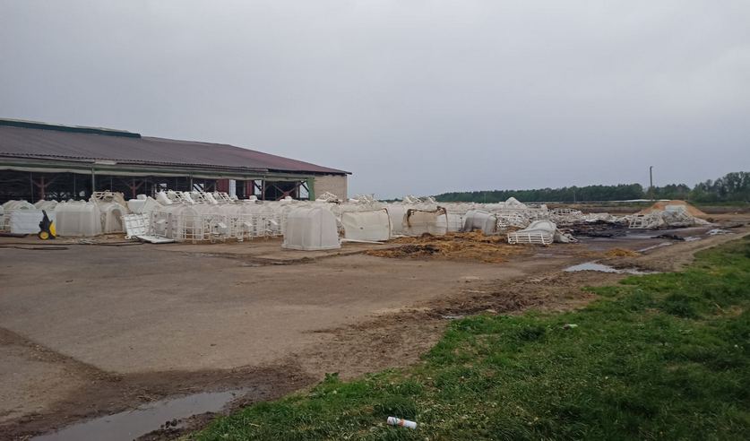 В Пружанском районе в огне погибли телята