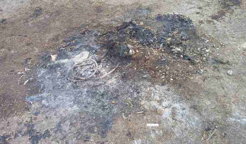 В Пружанском районе в огне погибли телята