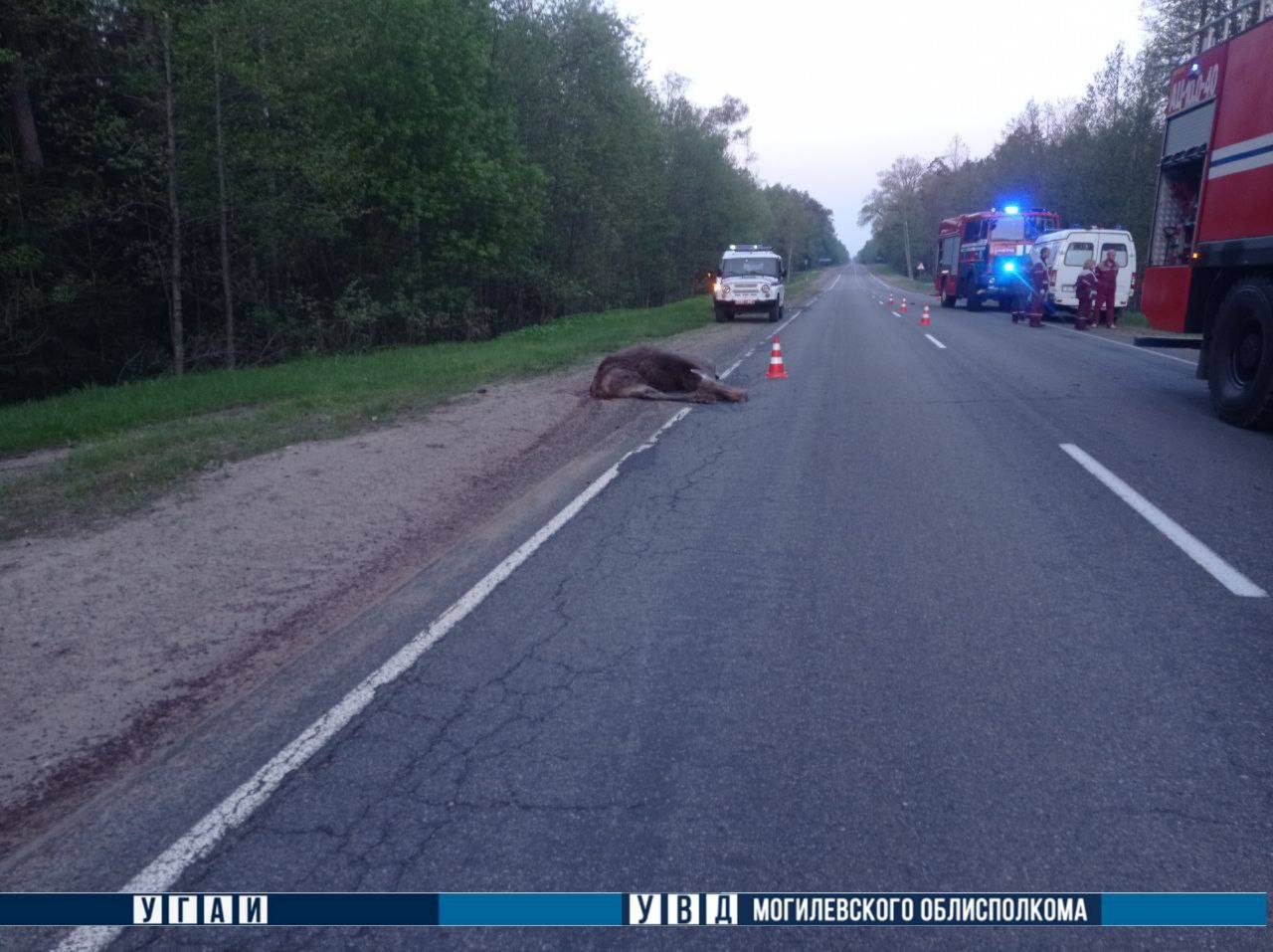 В Беларуси лось спровоцировал смертельное ДТП