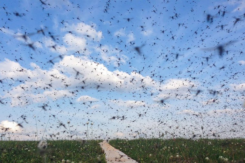 Энтомолог раскрыла причину активности мошек на юге Беларуси