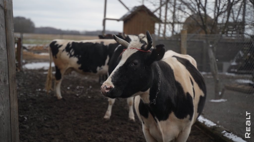 «Приехал отдохнуть — и остался жить». Молодой белорус поселился в деревне, завел хозяйство и делает сыр
