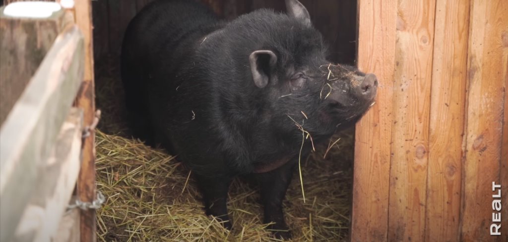 «Приехал отдохнуть — и остался жить». Молодой белорус поселился в деревне, завел хозяйство и делает сыр